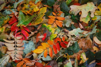 Fall Home Maintenance Tips